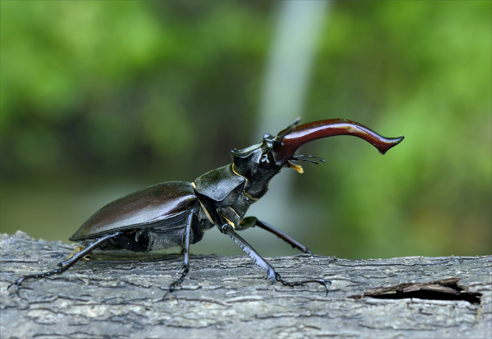 Ein kapitaler Bursche Foto & Bild makro, natur, landschaft Bilder auf