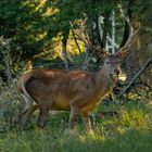 ein kapitaler Hirsch