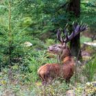 Ein kapitaler Hirsch