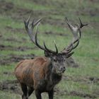 Ein kapitaler Hirsch kommt auf mich zu.