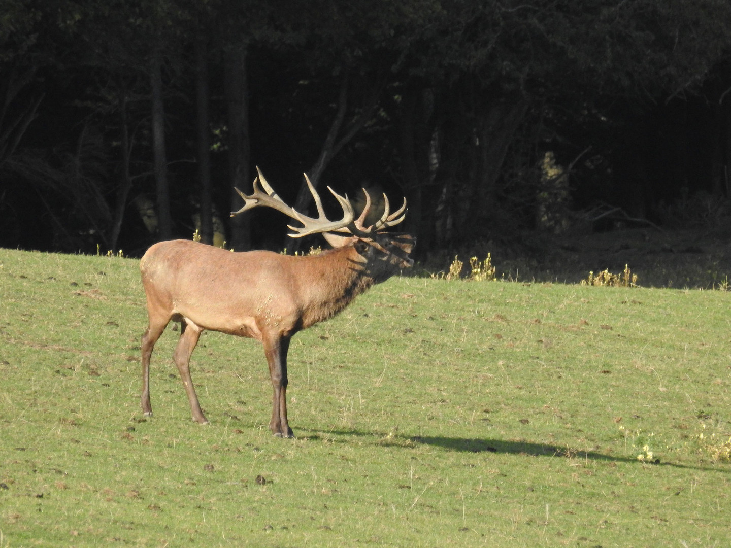 Ein kapitaler Hirsch zeigt sein Brunftigkeit duch lautes Röhren   