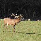 Ein kapitaler Hirsch zeigt sein Brunftigkeit duch lautes Röhren   