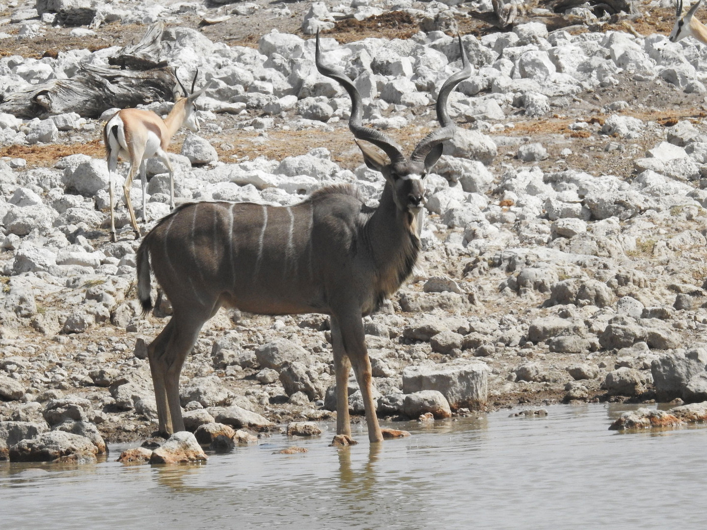 Ein kapitaler Kudubock am Wasserloch