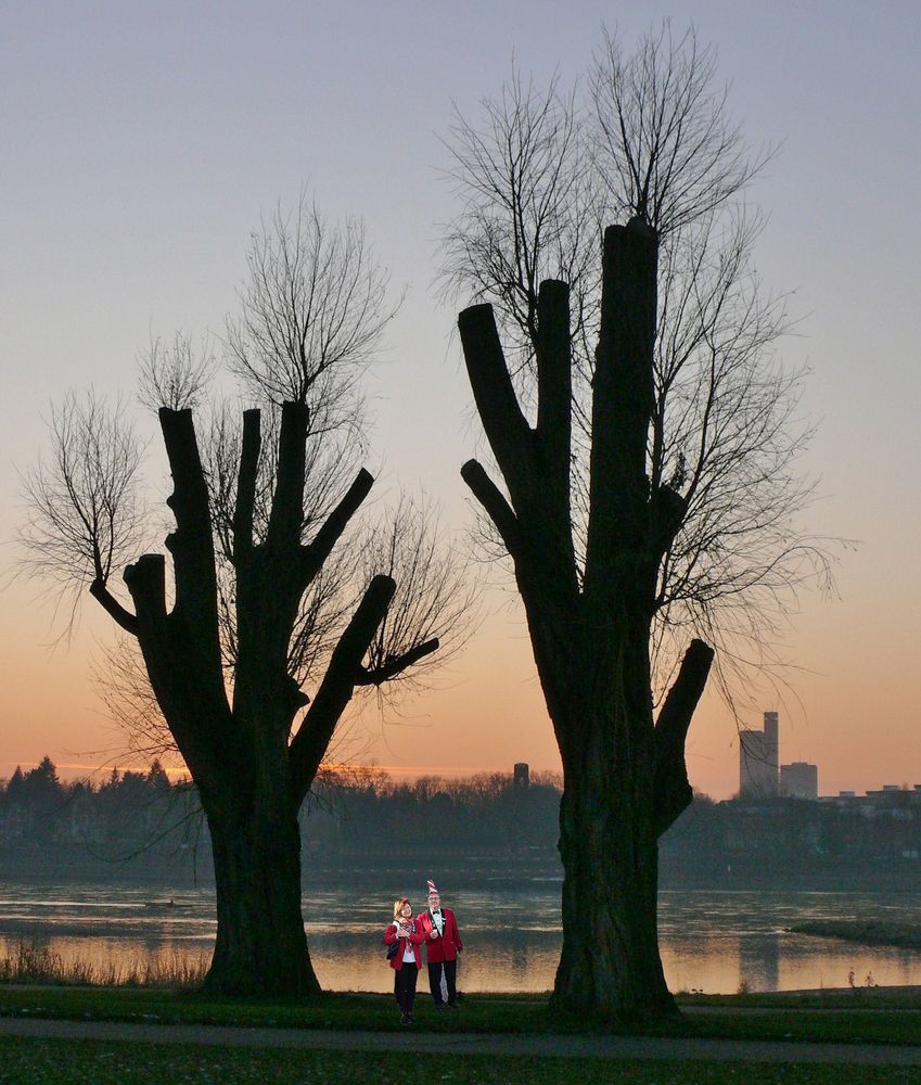 Ein  Karnevalslied heißt: "Die Hände zum Himmel"  -  Die Bäume am Rheinufer haben das verstanden ...