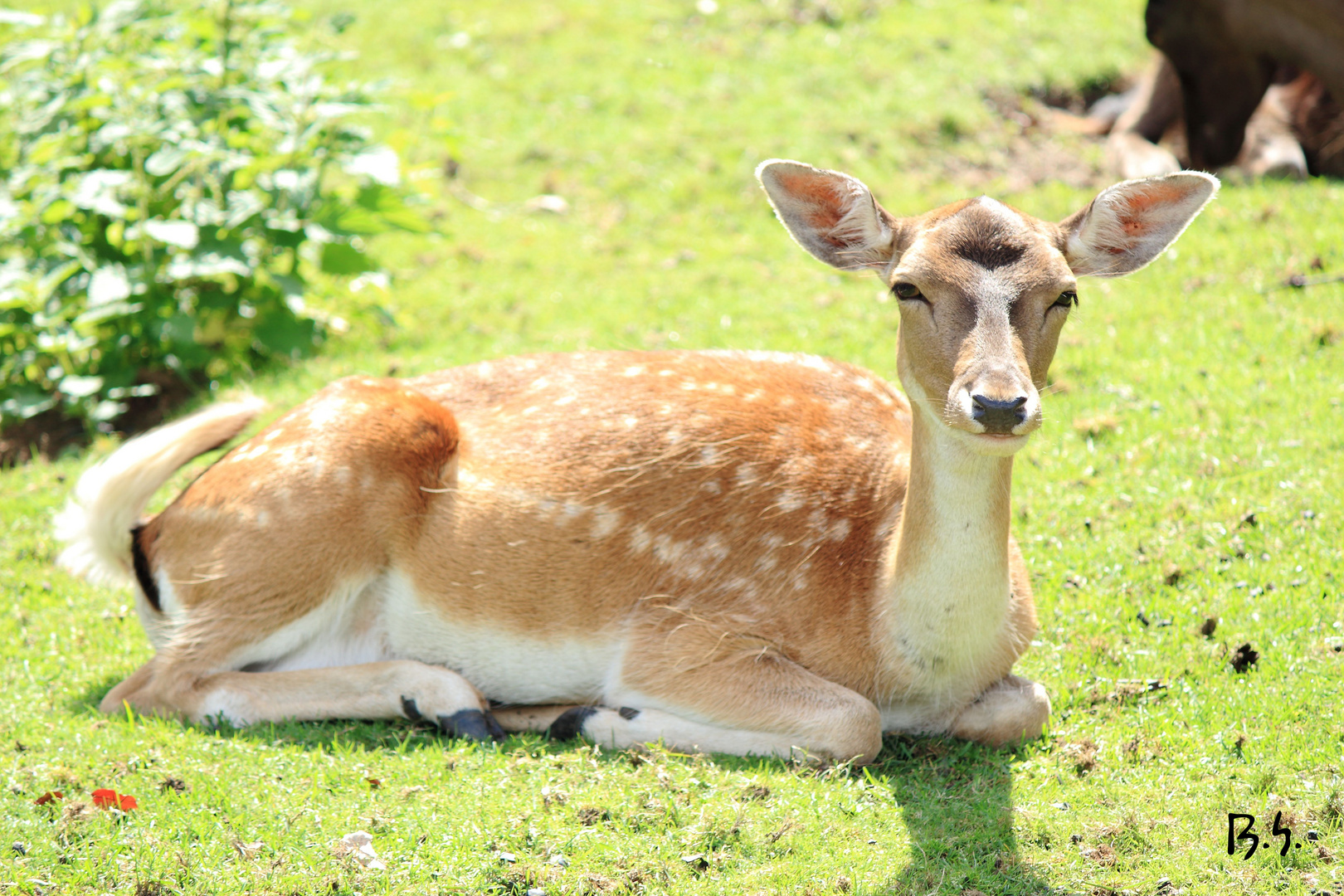 Ein Kartoffelpue