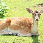 Ein Kartoffelpue