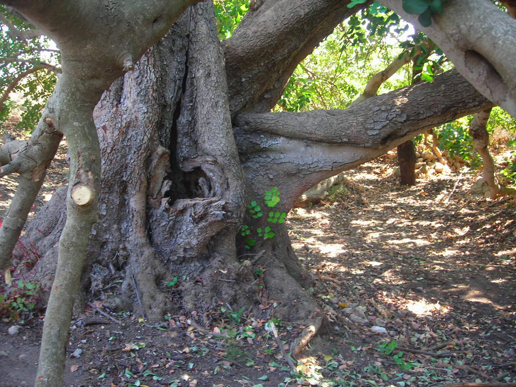 ein Karubabaum