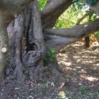 ein Karubabaum
