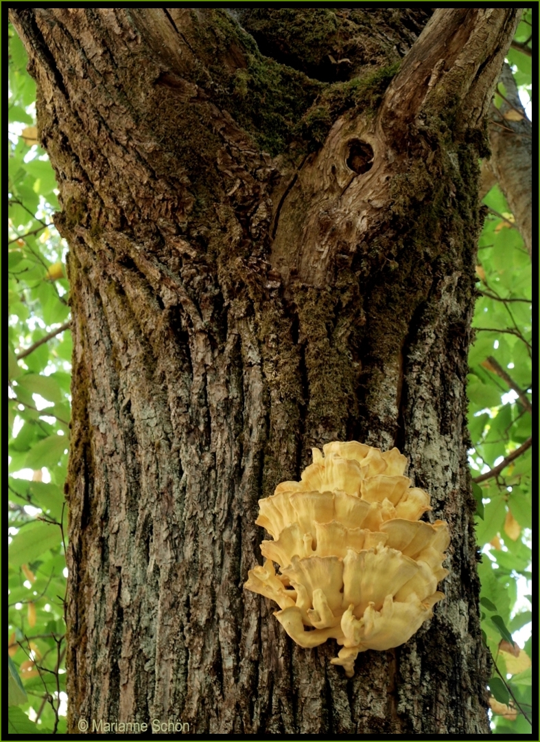 Ein Kastanienbaum mit Pilz...