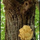 Ein Kastanienbaum mit Pilz...