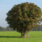 Ein Kastanienbaum mitten auf dem Acker.