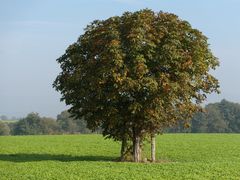 Ein Kastanienbaum mitten auf dem Acker.