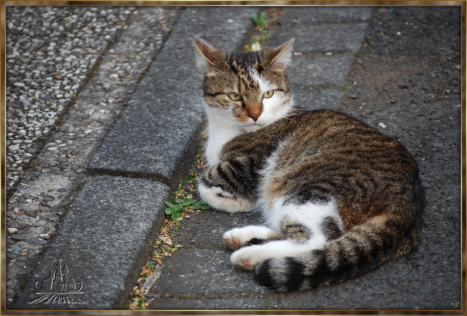 Ein Kater..........