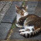 Ein Kater..........