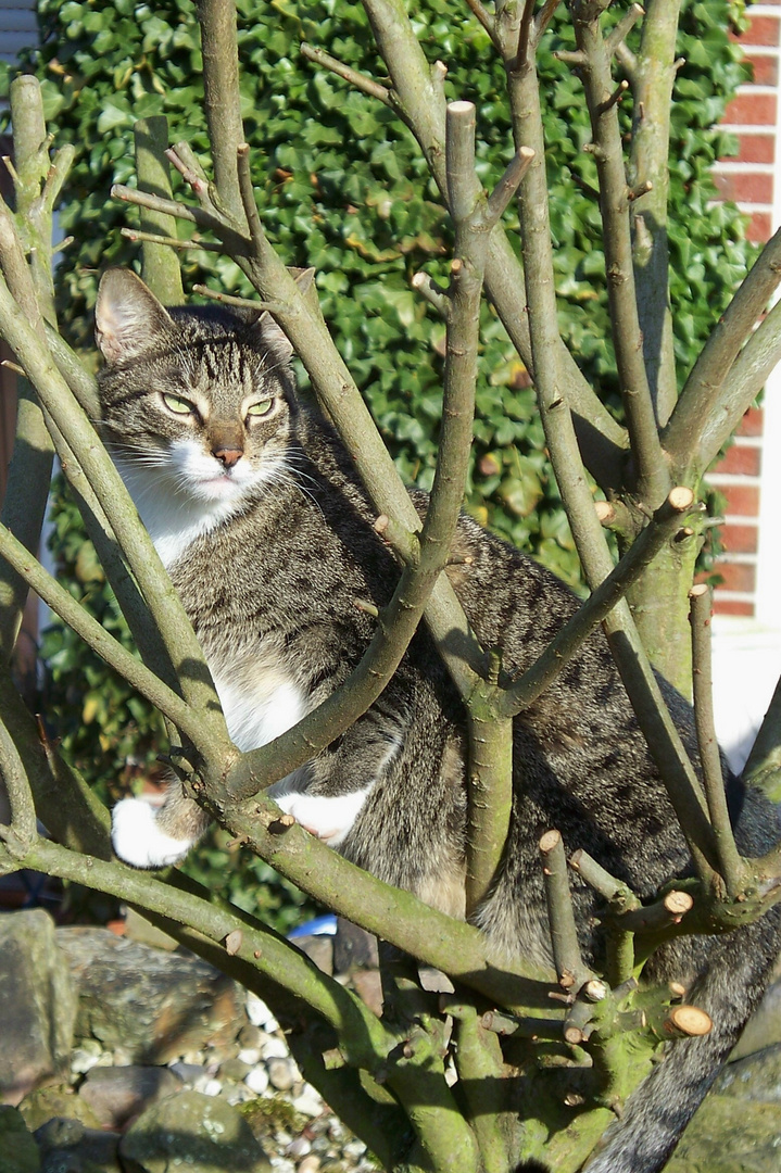 Ein Kater genießt die ersten Sonnenstrahlen.......