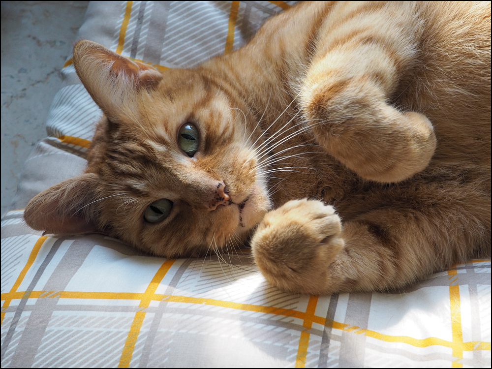 Ein Kater namens Olek