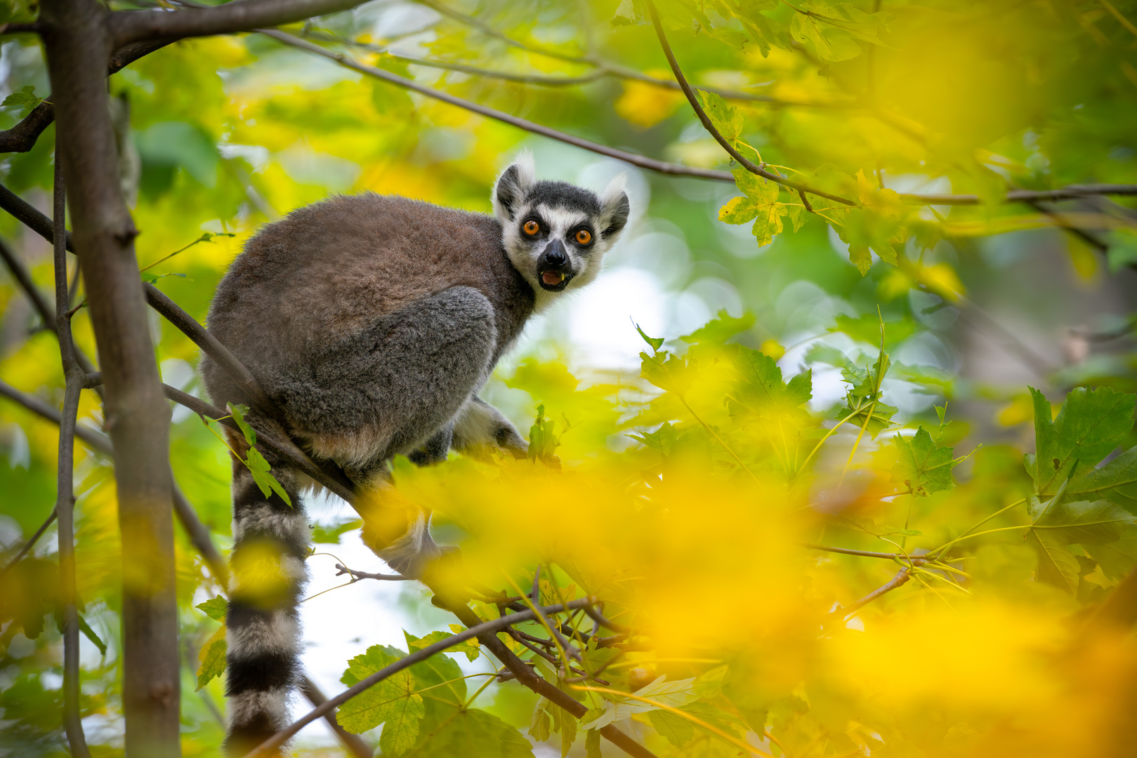 Ein Katta im Baum