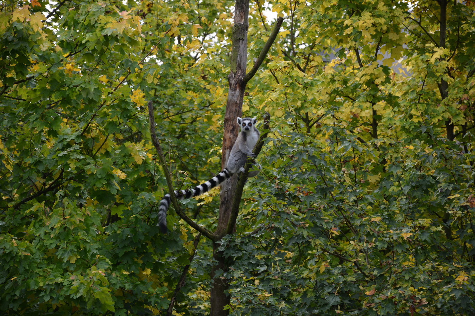 Ein Katta im Dresdener Zoo