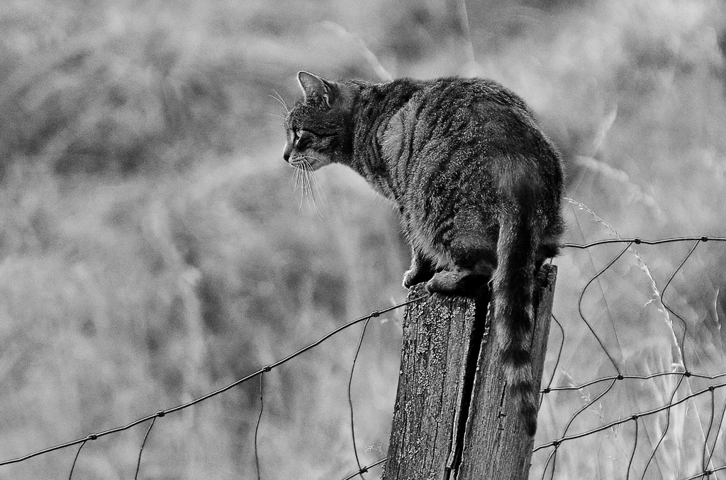 Ein Katze auf der Lauer...