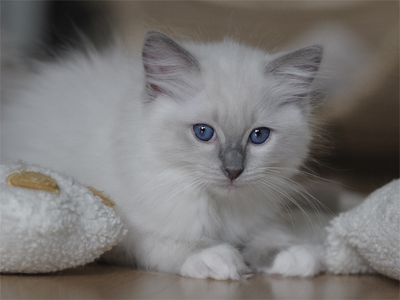 Ein Katzenbaby im Alter von 10 Wochen