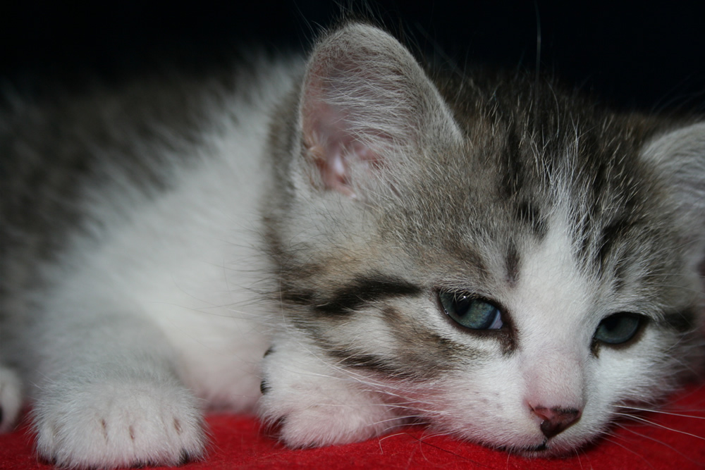 ein Katzenbaby ruht sich aus