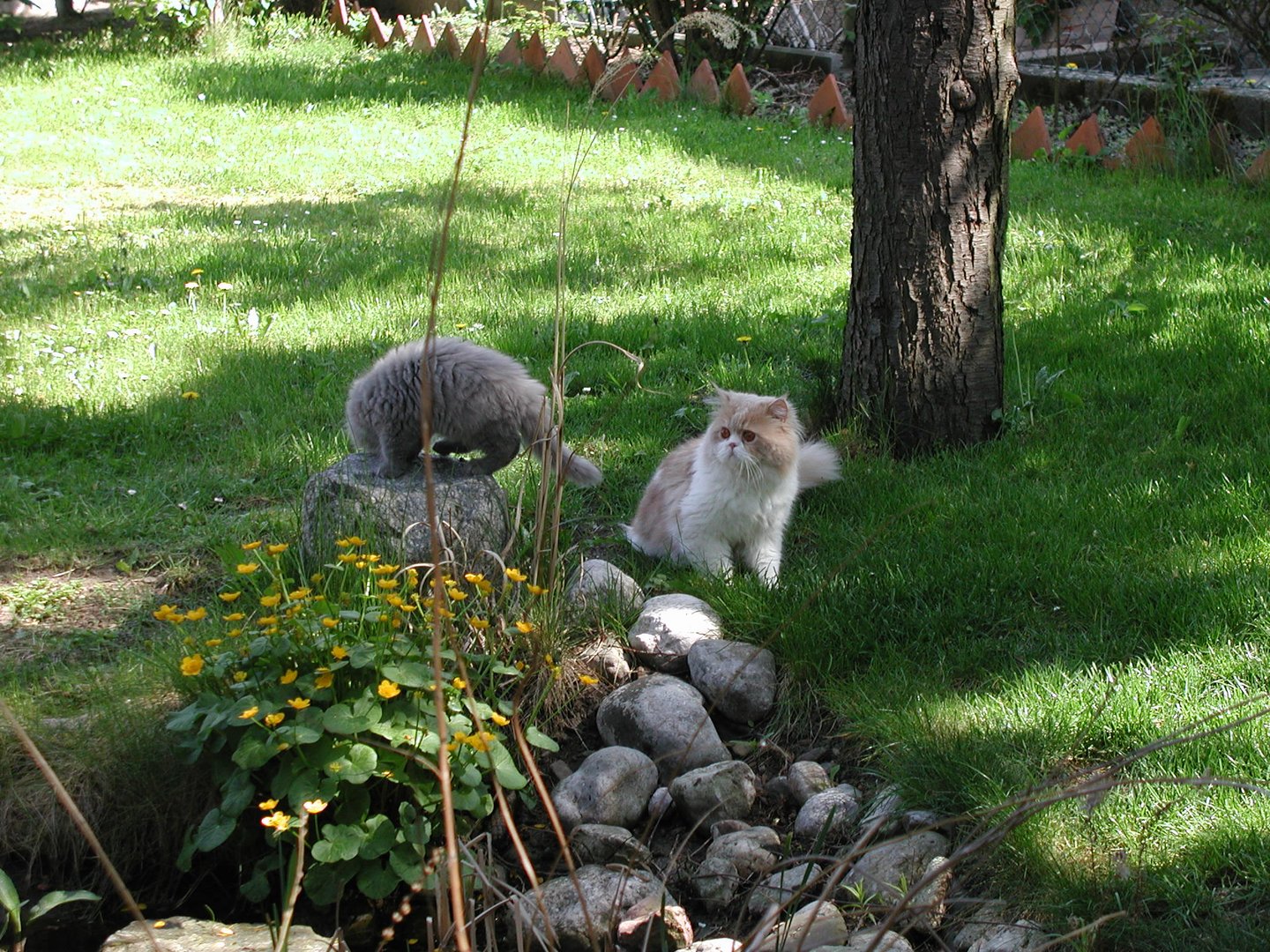 Ein Katzenhaufen