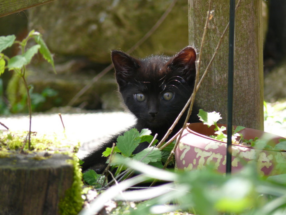 Ein Katzenjunges mal ganz andächtig.