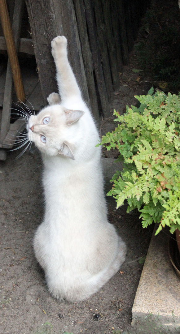 Ein Katzenschönling schärft Krallen