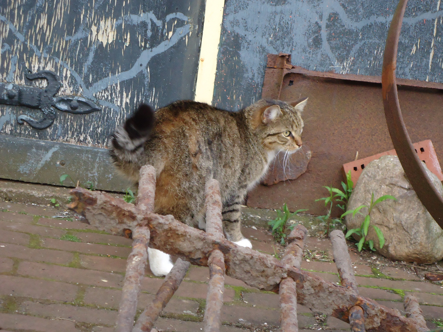 ein Katzensprung