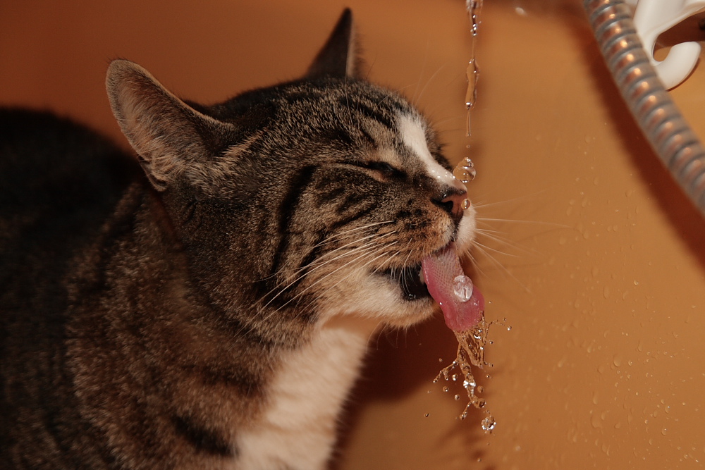 Ein Katzentier mit Wassergier...