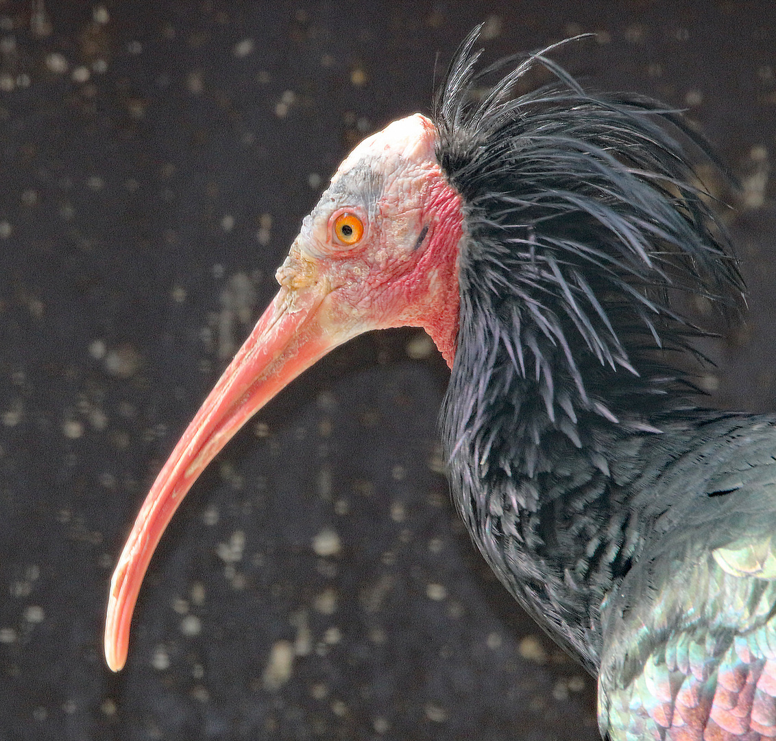 Ein kauziger Vogel