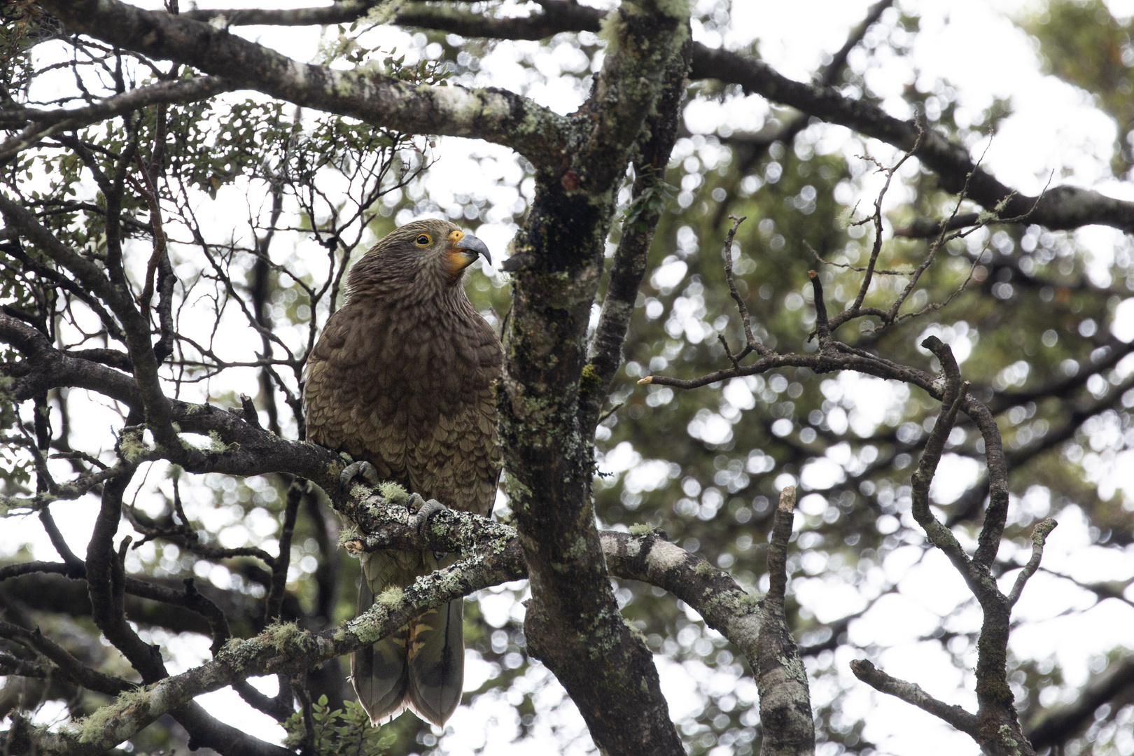 Ein Kea