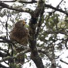 Ein Kea