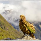 Ein Kea in seiner Heimat