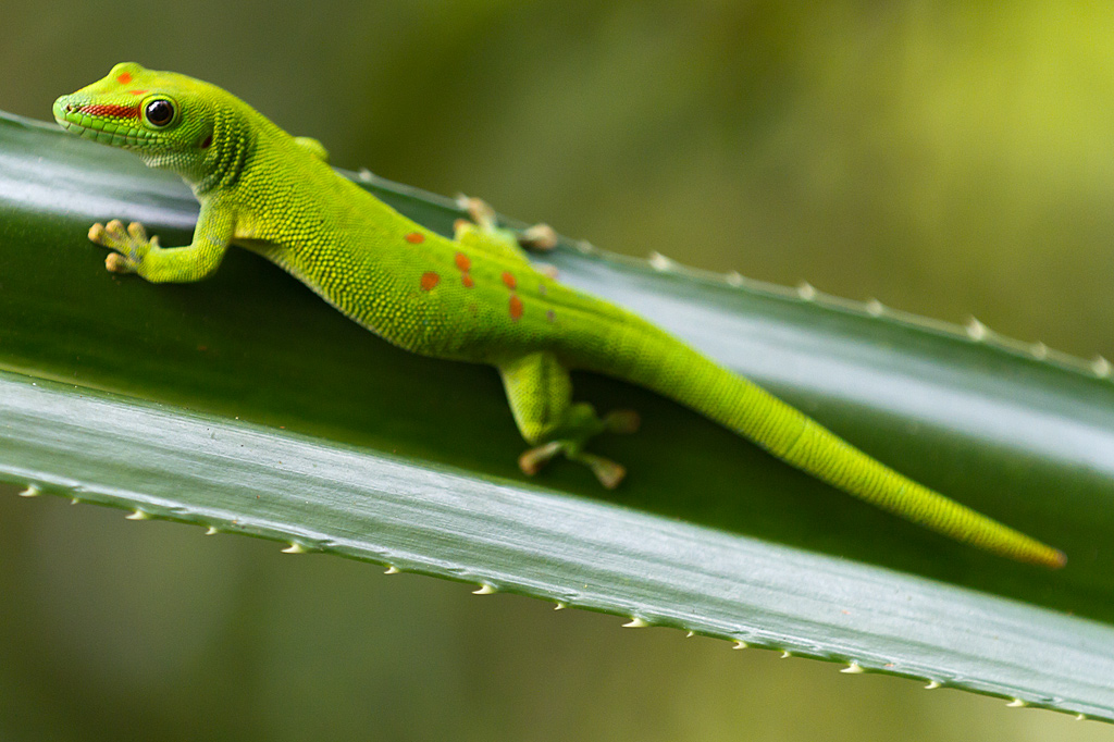 Ein kecker Gecko!