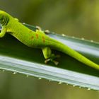 Ein kecker Gecko!