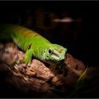 Ein keck´o Gecko....