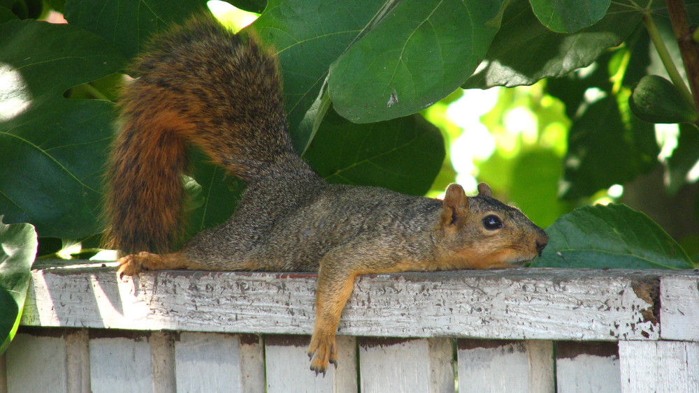 ein 'KeinBockHörnchen'