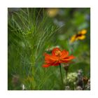 Ein keines Blümchen aus der Wiese