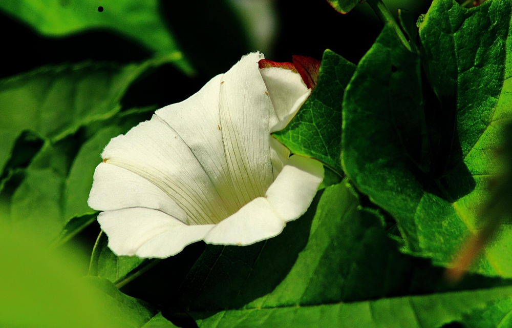 ein Kelch der Natur... Foto & Bild pflanzen, pilze & flechten, blüten