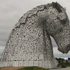 Ein Kelpie