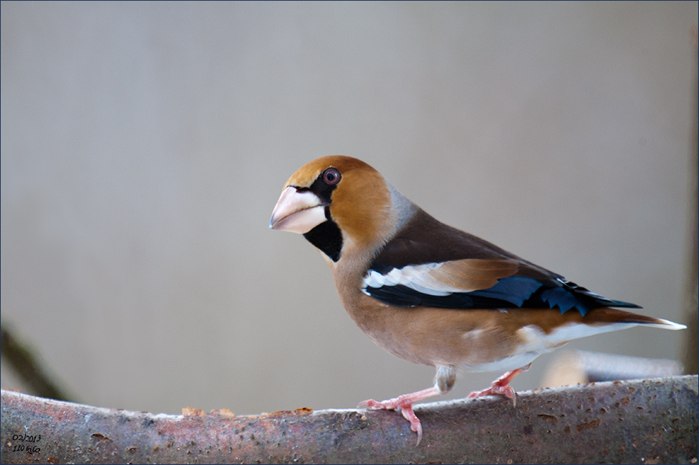 ein Kernbeisser