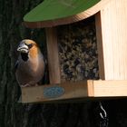 Ein Kernbeißer zu Besuch am Futterhaus