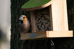 Ein Kernbeißer zu Besuch am Futterhaus