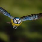 Ein Kernchen gegen den Hunger