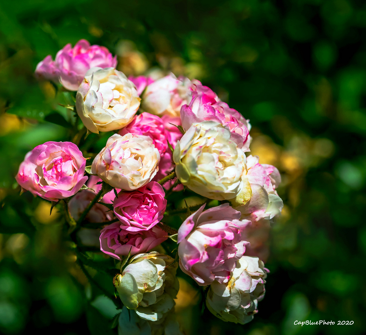 Ein Kessel Buntes Rosen ganz fein