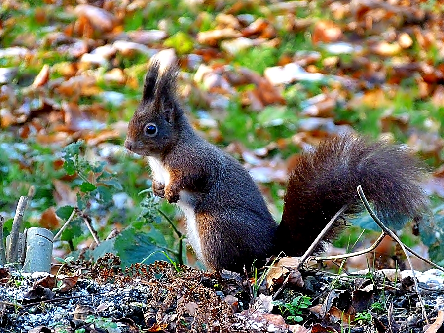 Ein kesses schwarzes Eichhörnchen . . .