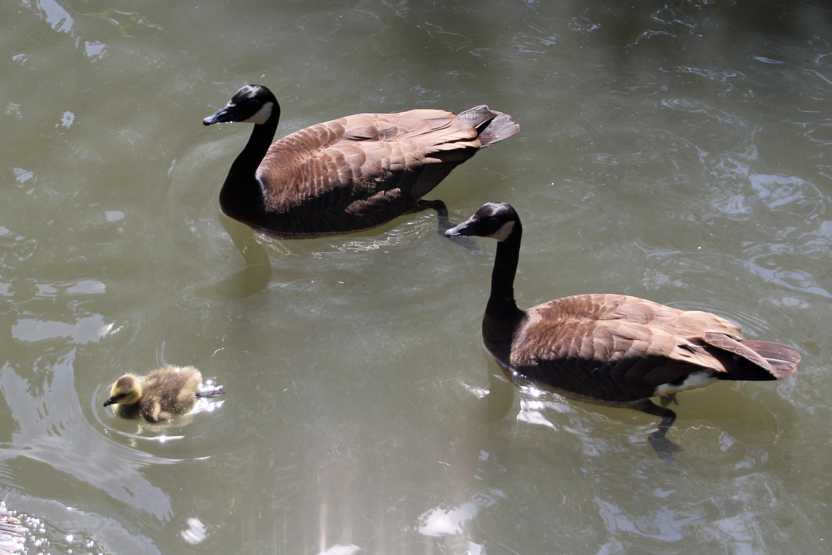 Ein-Kind-Familie