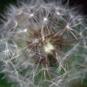 Ein Kindertraum (Pusteblume/Löwenzahn)