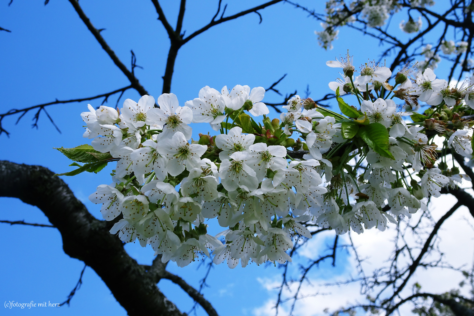 ein Kirschblüten-Traum 